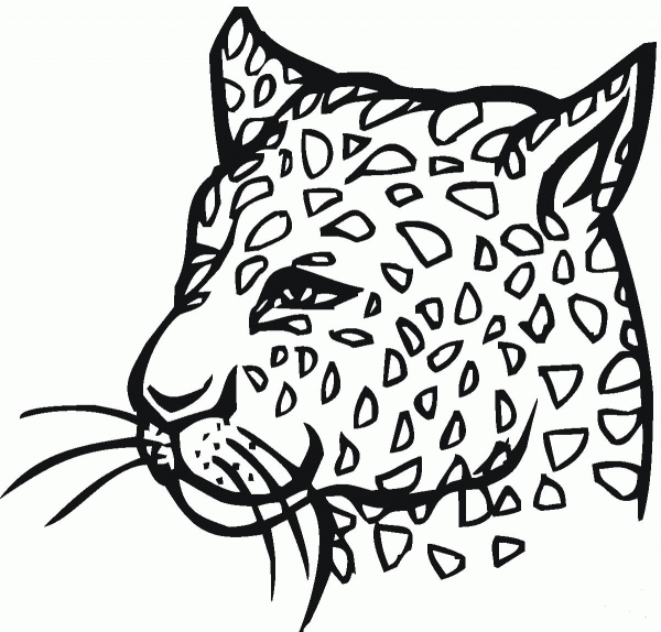 Cheetah 4 coloring page image