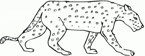 Cheetah 6 coloring page image