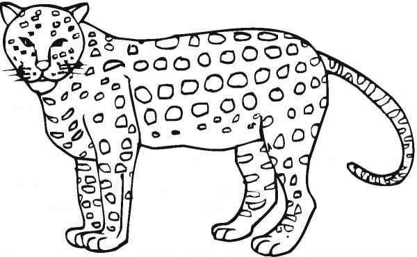 Cheetah 7 coloring page image
