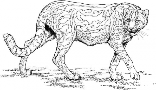 Cheetah coloring page image