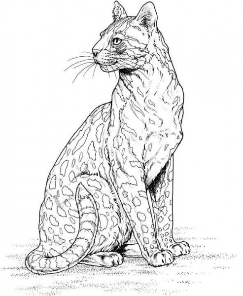 Cheetah coloring page image