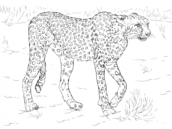 Cheetah coloring page image