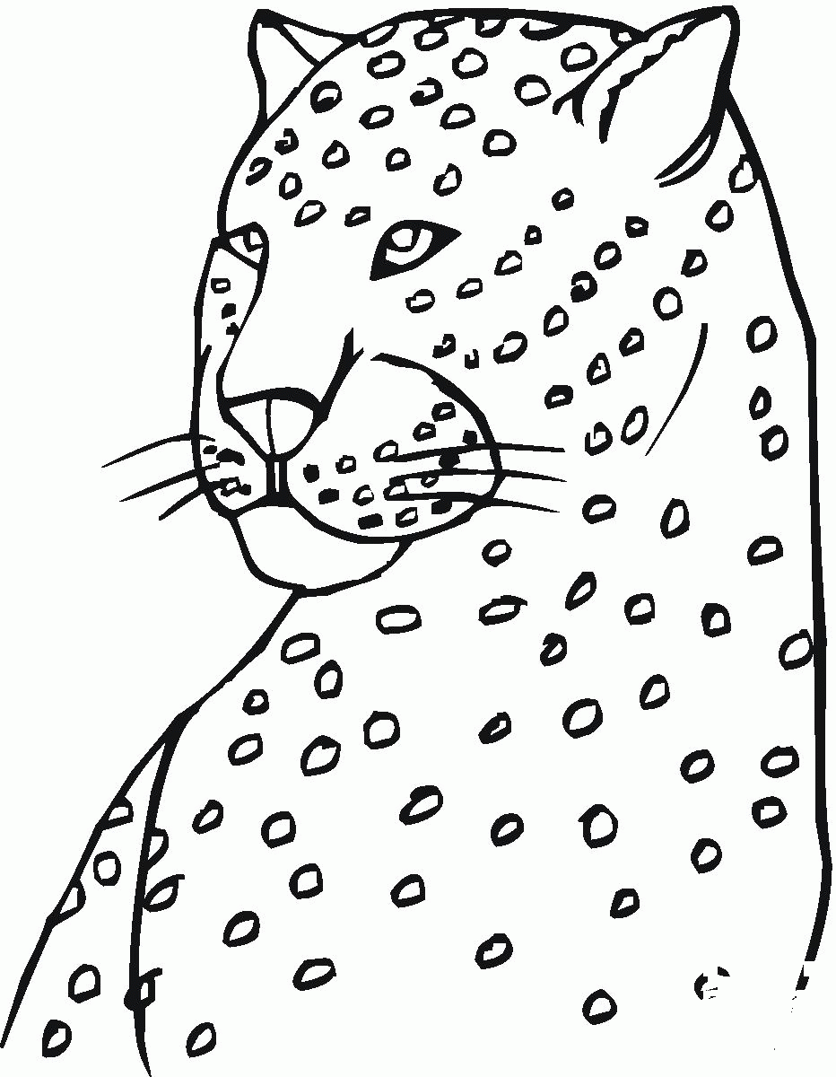 Cheetah Head coloring page - ColouringPages