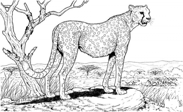 Cheetah in the Nature coloring page image