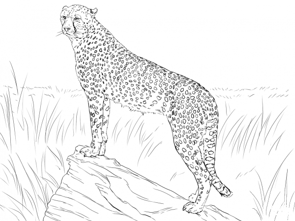 Cheetah Observing Its Prey coloring page image