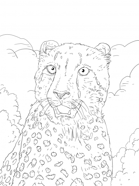 Cheetah Portrait coloring page image