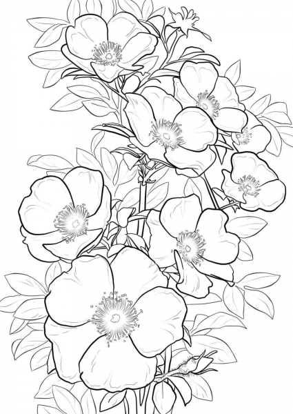 Cherokee Rose coloring page image