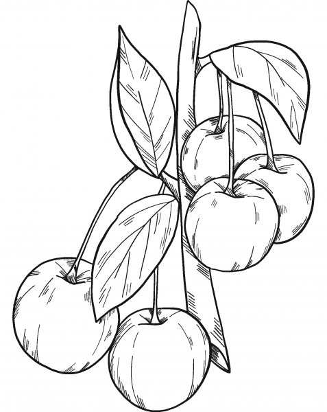 Cherries coloring page image