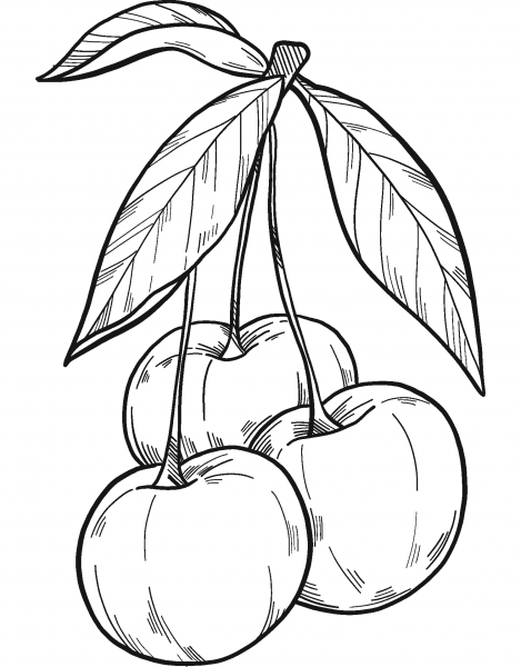 Cherries coloring page image