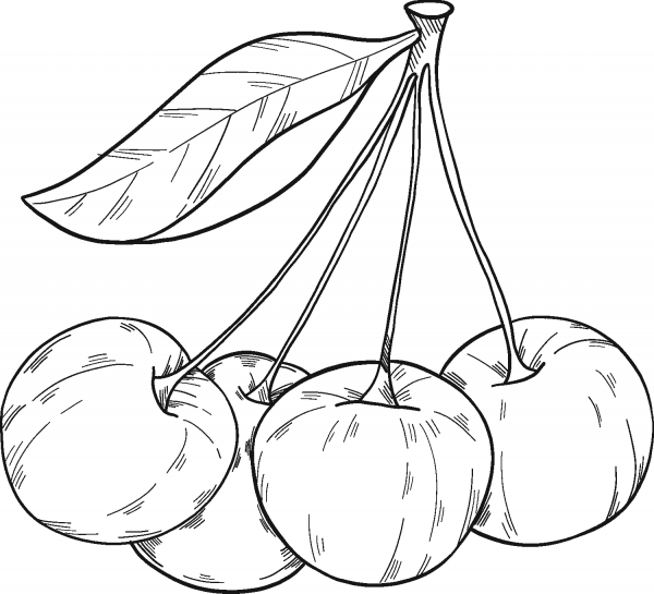 Cherries coloring page image