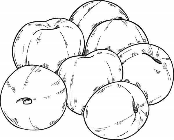 Cherries coloring page image