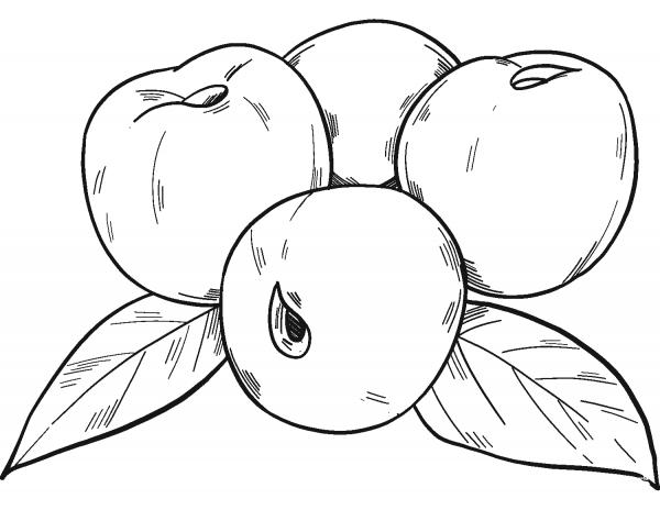 Cherries coloring page image