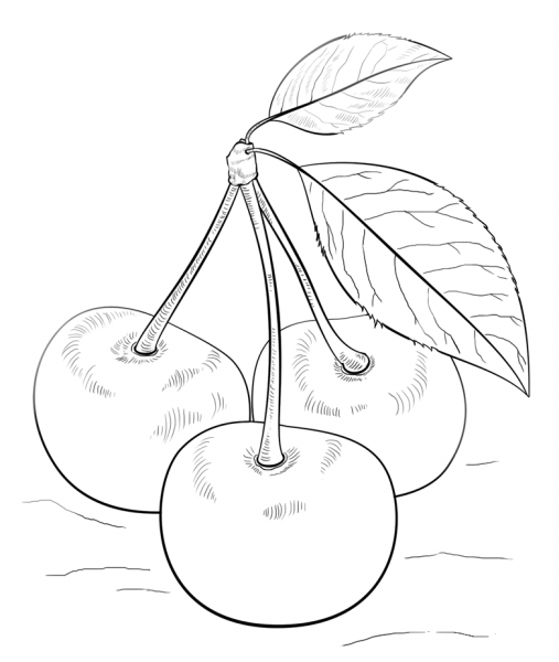 Cherries with Leaves coloring page image
