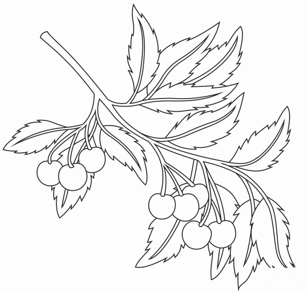 Cherry coloring page image