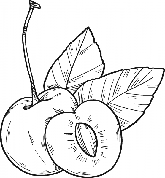Cherry coloring page image