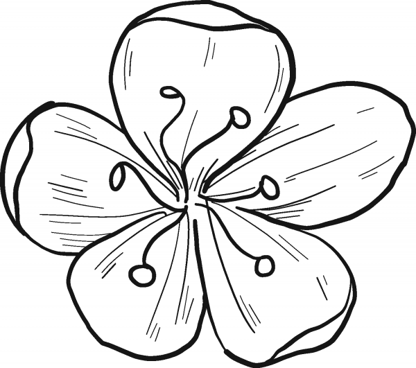 Cherry Flower coloring page image