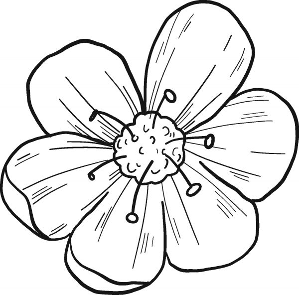 Cherry Flower coloring page image