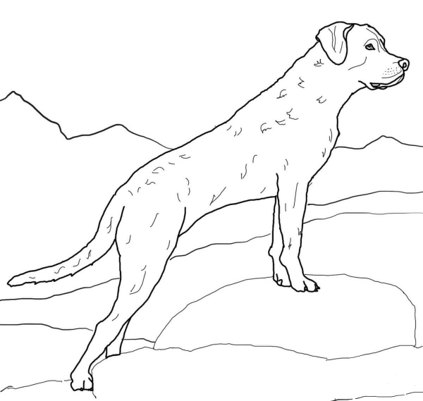 Chesapeake Bay Retriever coloring page image