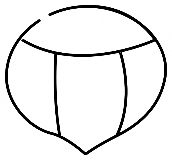 Chestnut Emoji coloring page image
