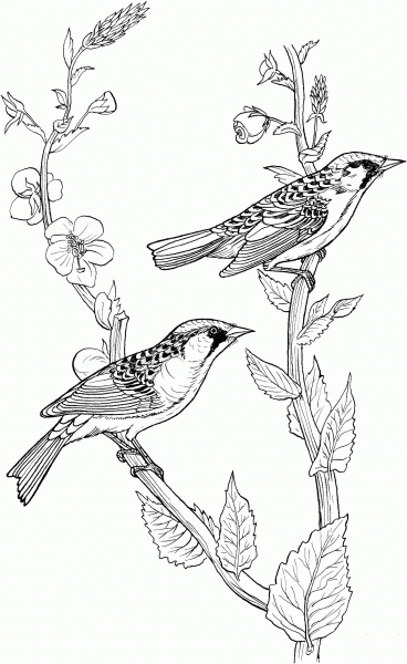 Chestnut Sided Warbler coloring page image