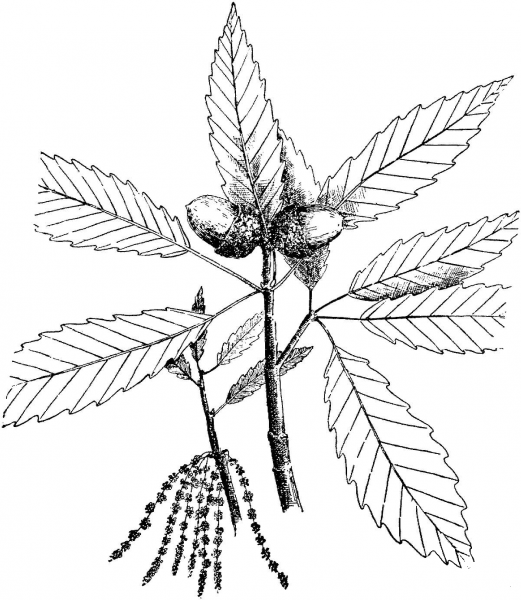 Chestnut Tree  coloring page image