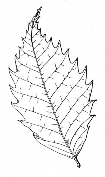 Chestnut Tree Leaf coloring page image