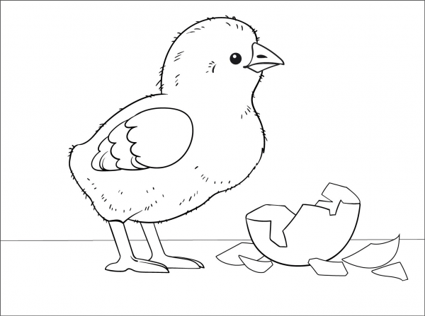 Chick coloring page image