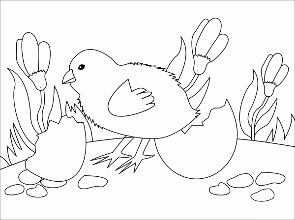 Chick coloring page image