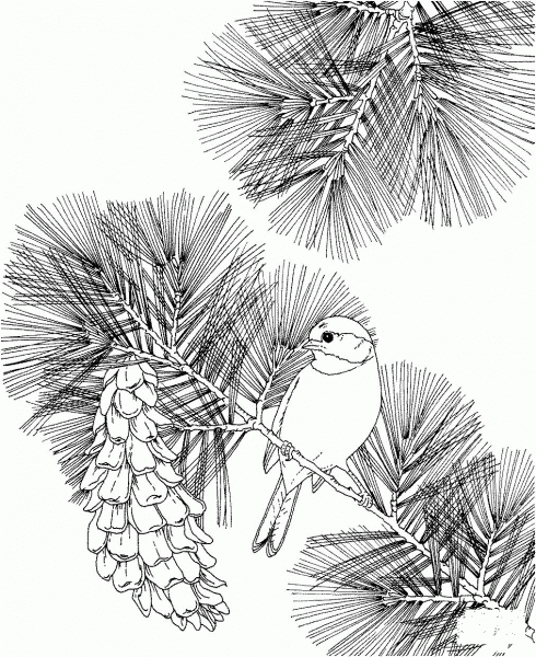 Chickadee and White Pine Cone Maine state bird and flower coloring page image