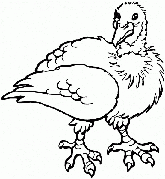 Chicken coloring page image