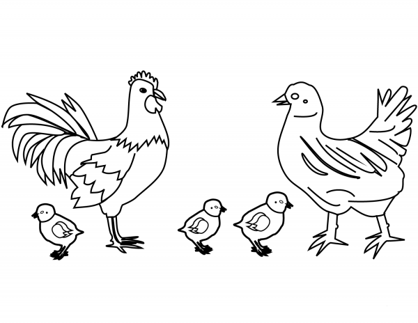 Chicken Family coloring page image