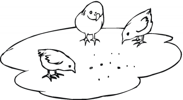 Chicks coloring page image