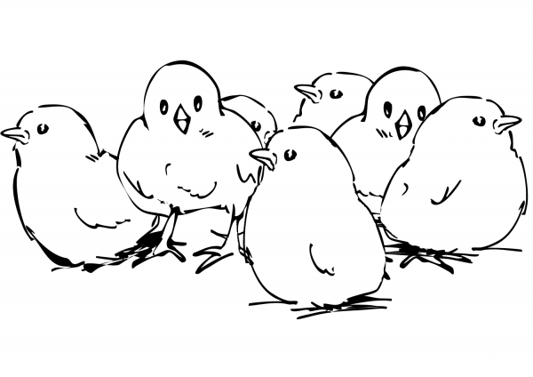 Chicks coloring page image