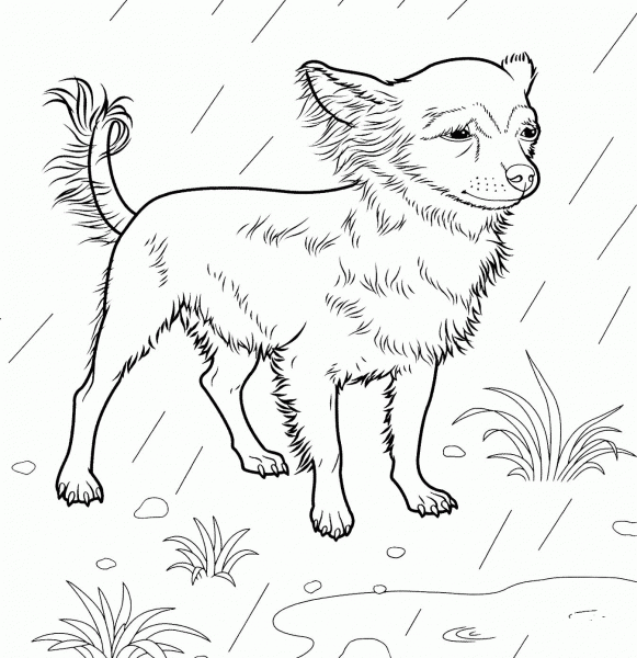 Chihuahua  coloring page image