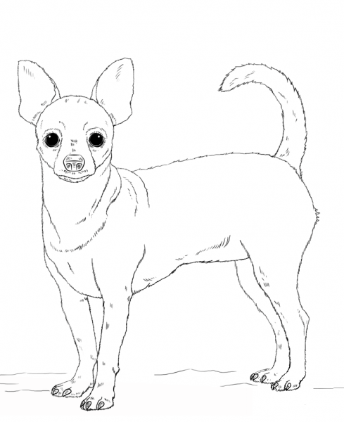 Chihuahua Dog coloring page image