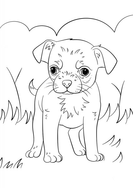 Chihuahua Puppy coloring page image