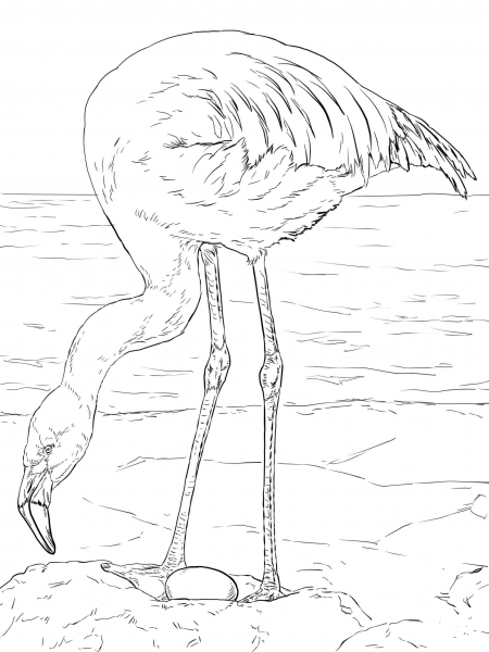 Chilean Flamingo coloring page image
