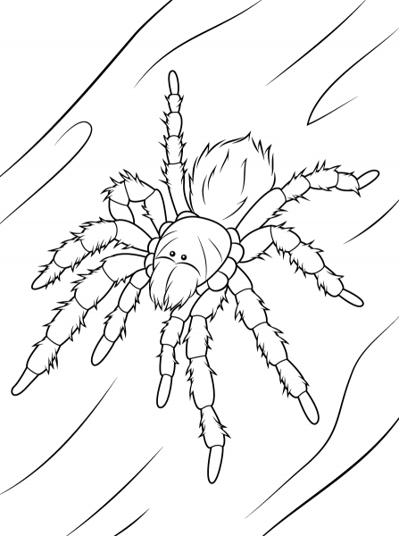 Chilean Rose Tarantula coloring page image