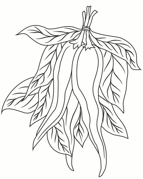 Chili Pepper coloring page image