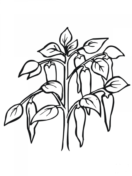 Chili Pepper Plant coloring page image