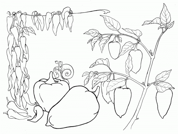 Chili Peppers and Bell Peppers coloring page image