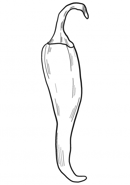 Chilli coloring page image