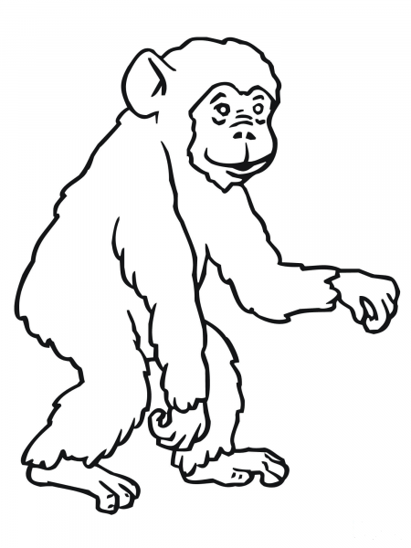 Chimp coloring page image