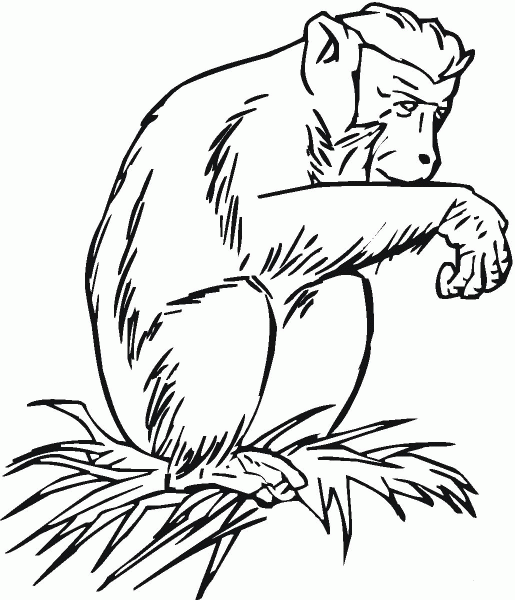 Chimpanzee On The Grass  coloring page image