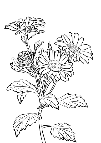China Aster coloring page image