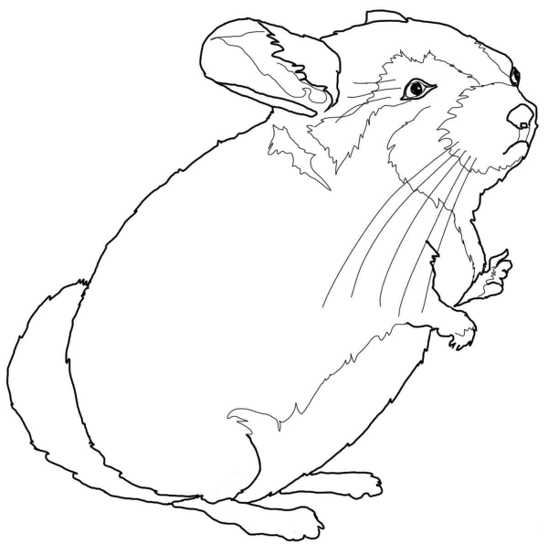 Chinchilla coloring page image