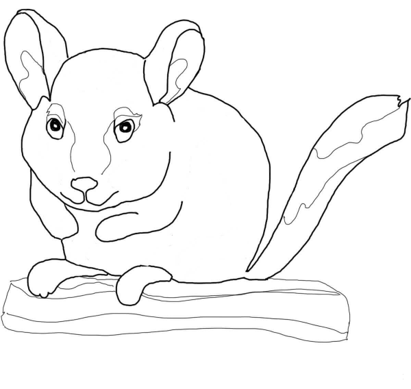 Chinchilla Sits on Branch coloring page image