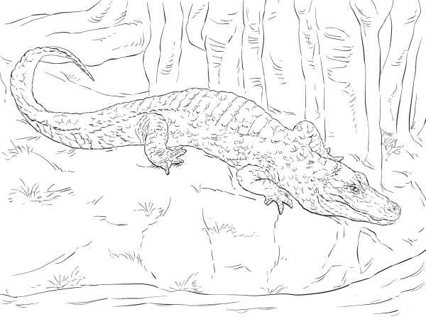 Chinese Alligator coloring page image