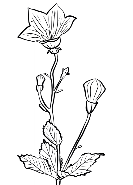 Chinese Bellflower (Platycodon Grandiflorus) coloring page image