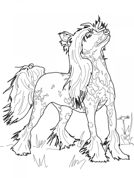 Chinese Crested coloring page image